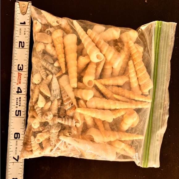 Lot of over 175 beautiful spiral turitella seashells - Picture 2 of 3